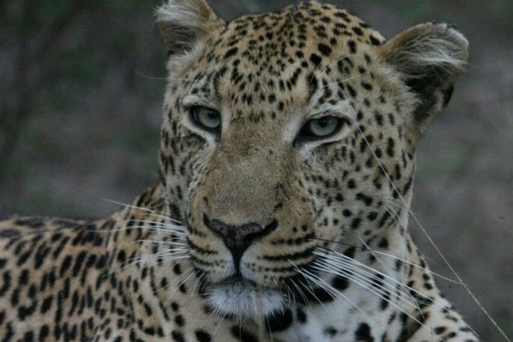 Sunrise Safari  - Photo 1 of 25